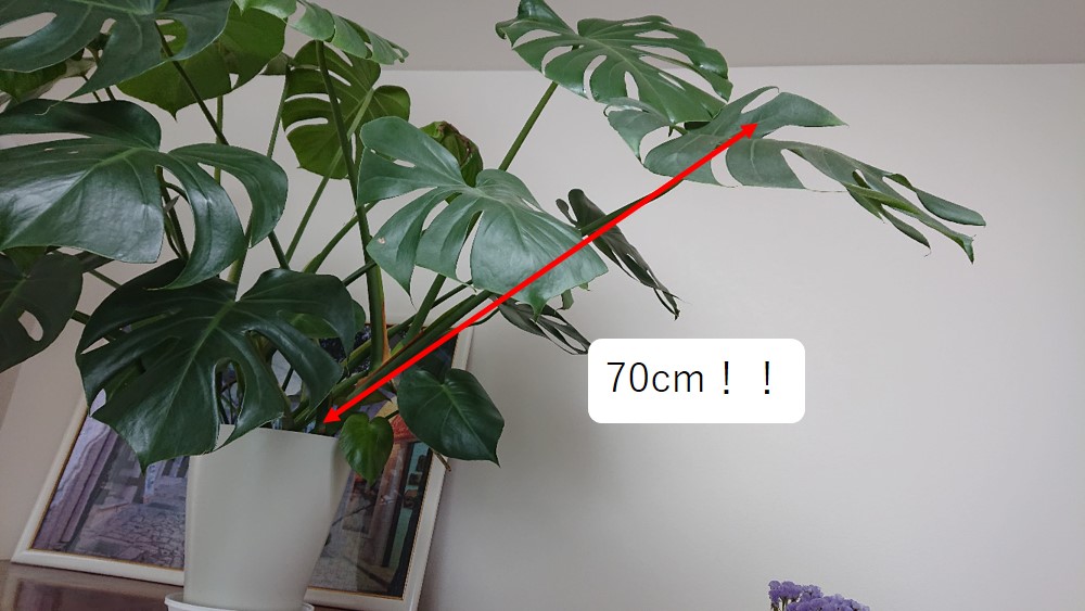 観葉植物　モンステラ　茎の長さ